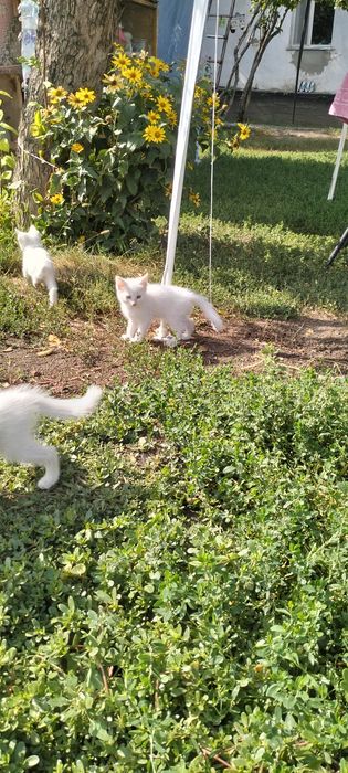 Отдам котят в добрые руки