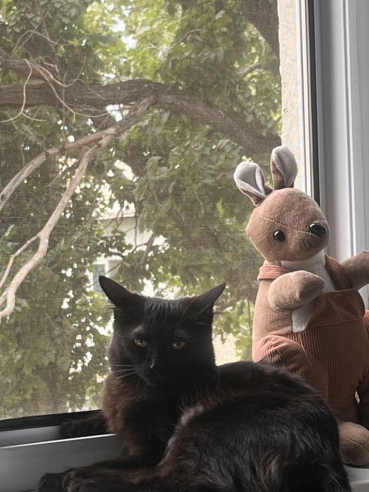 Кошка в добрые руки