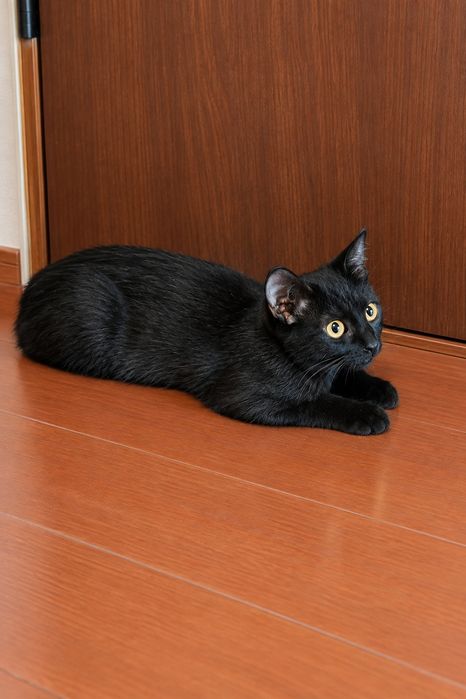 Котёнок в добрые руки!