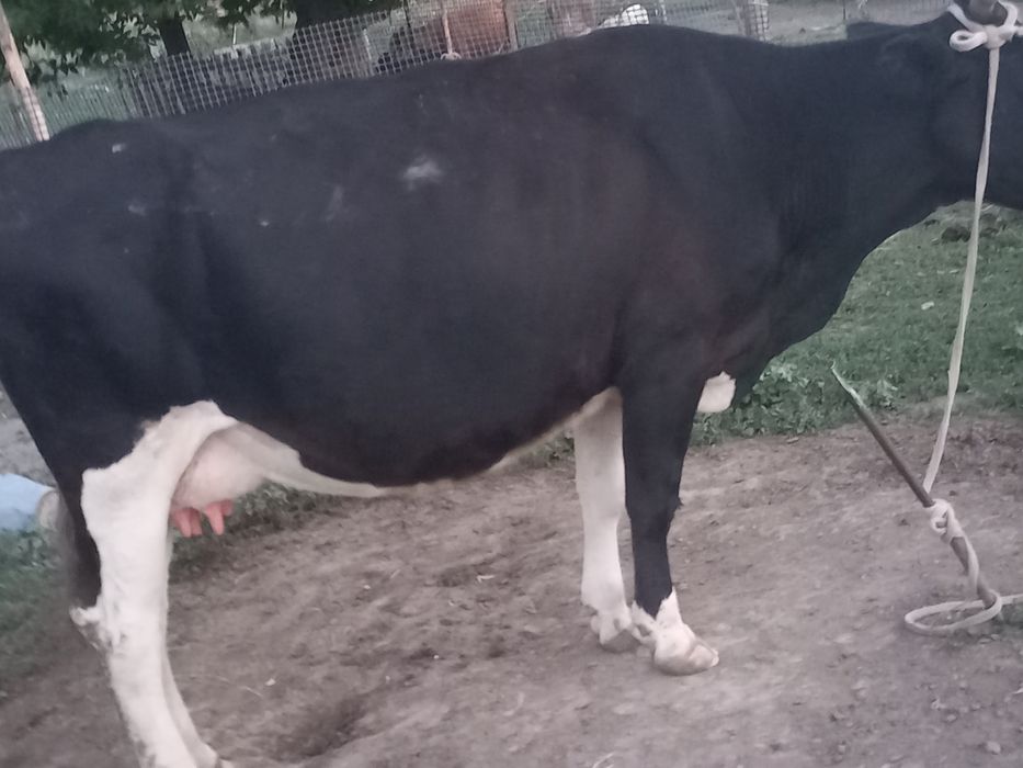 Карова Сиыр Сауын буаз