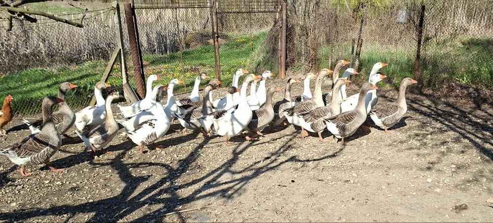 Продавам оплодени гъши яйца и гъсета