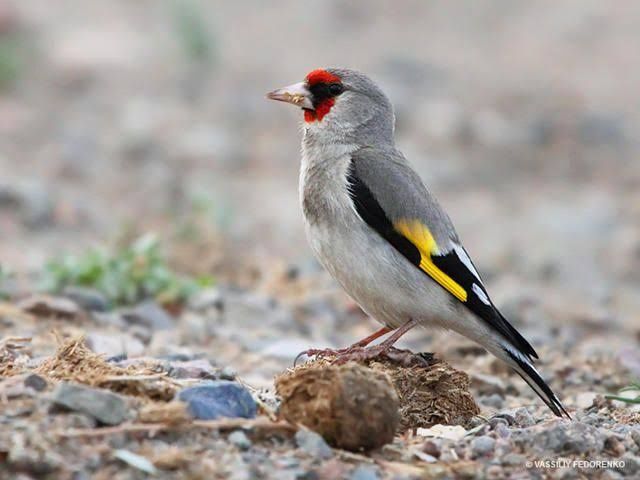 Щегол простушок самец