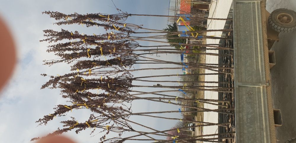 Copacii mesteacăn prunus pissardi