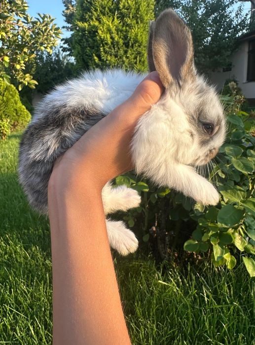 Pui de iepure disponibili doar pe Maro restul sunt vânduți