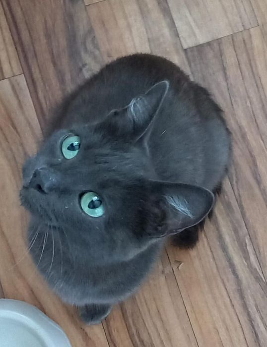 Котята  и кошечка ищут дом