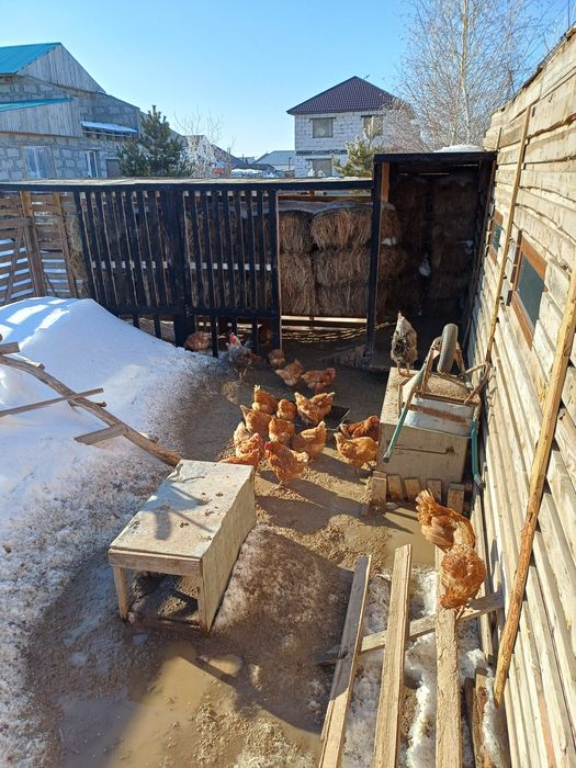 Продам курей несушек