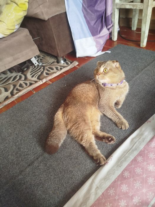 Кот для связки...