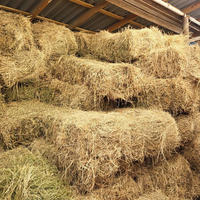 Жоңышқа сатамын/ люцерна