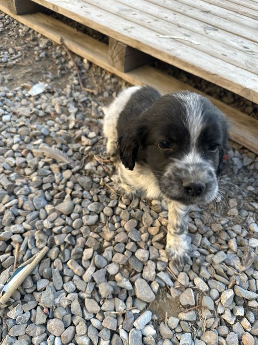 Спаниель 2 айлық