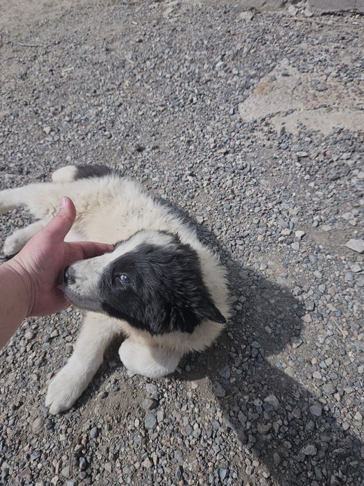 Щенки тобет ТОБЕТ күшік