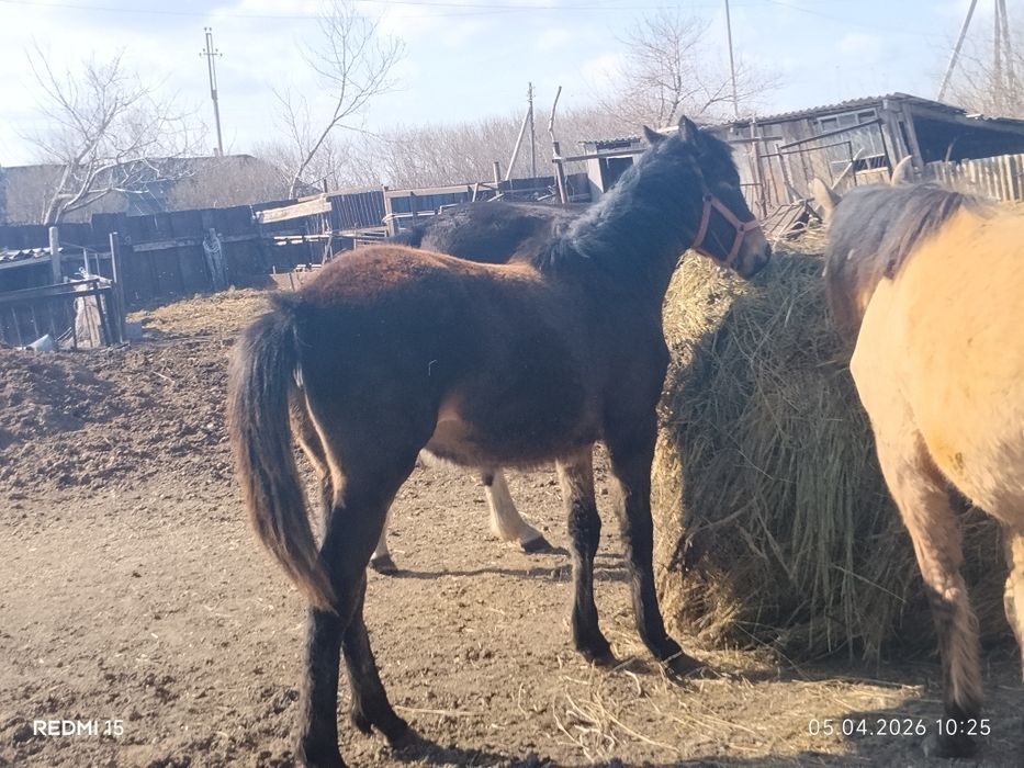 Продам кобылу 10 месяцев