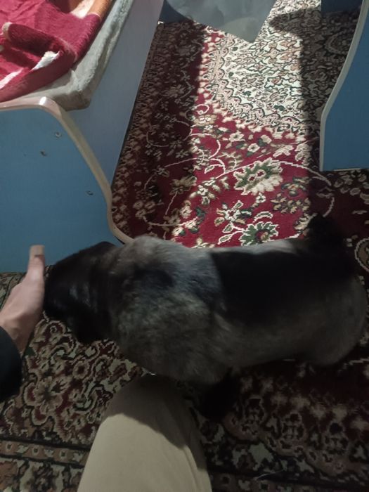 Мопс девушка красивая