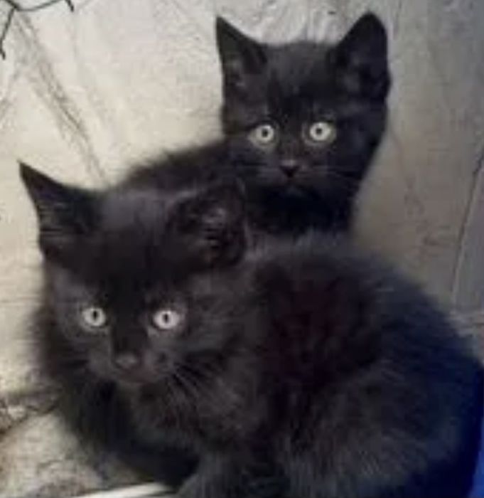 Отдаю бесплатно котят