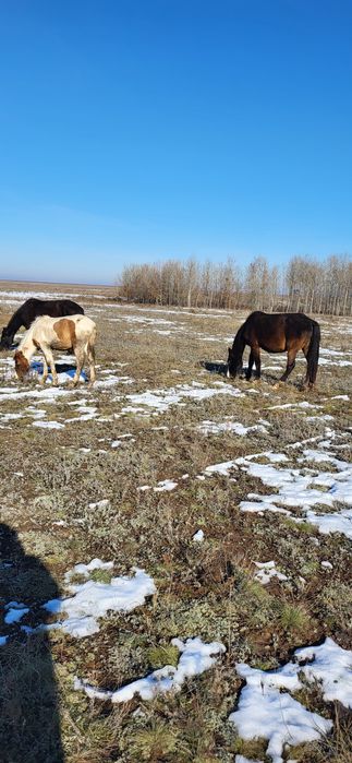 Продам лошадей! Кобыл, кобыл с жеребятами!