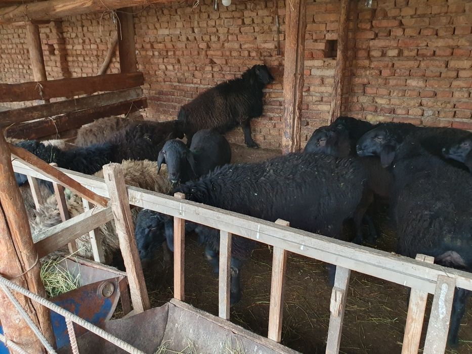 Husori Qo'yla  20 dona  12 oyli