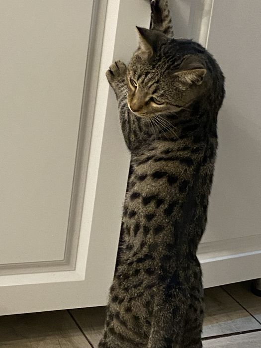 Вязка кот опытный
