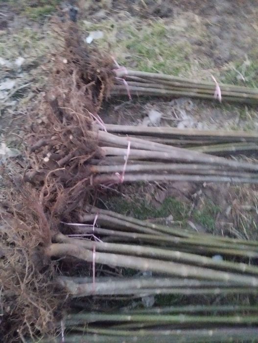 Енг арзони ва сифатлиси бизда..танлов у́з ку́лингизда