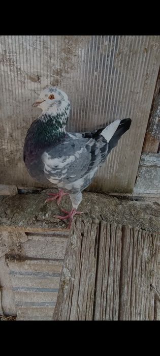 Porumbei Kingi scurți de frumusețe