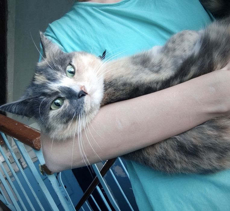 Кошечка подросток срочно ищет дом !