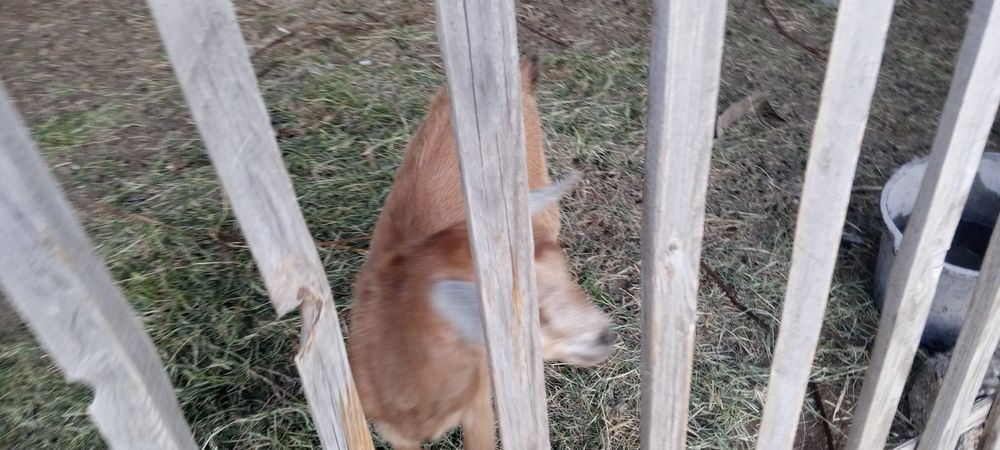 Орыс ешкі лағымен