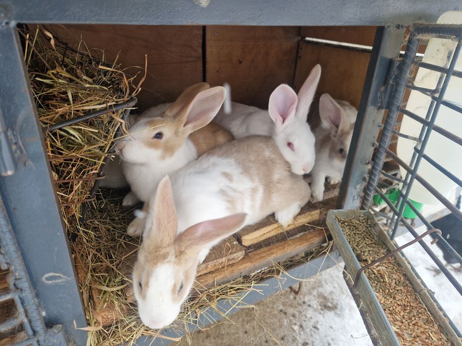 Iepuri Hycole francez