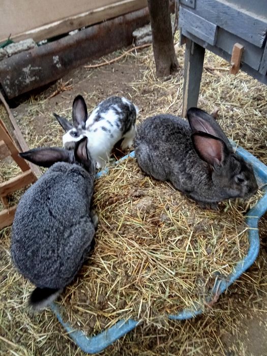 Iepuri de vânzare vîrsta de la  2-3luni 30 lei   9-10 luni   100 lei