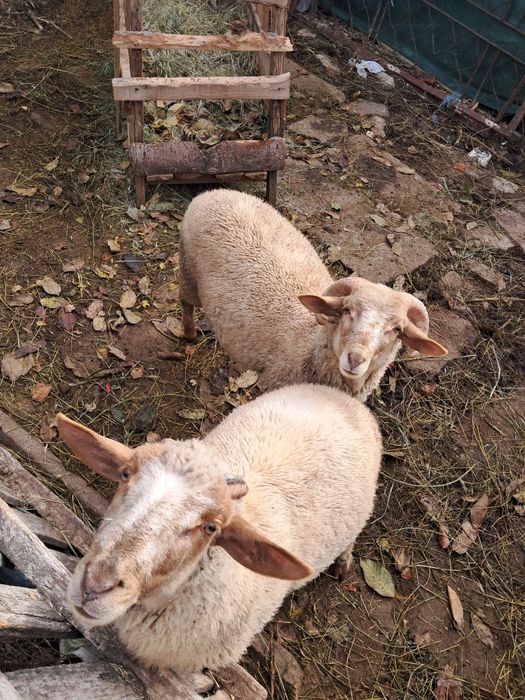 Berbecuți de vânzare