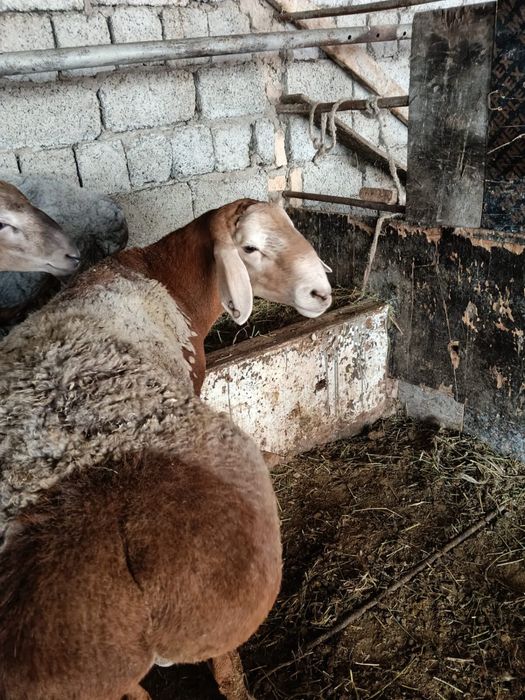Кошкар арашан сатылады жсы 2 де
