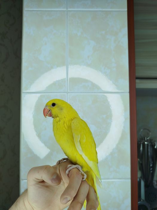 Ручной ожереловый попугай