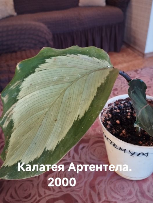 Продам комнатные растения Калатеи