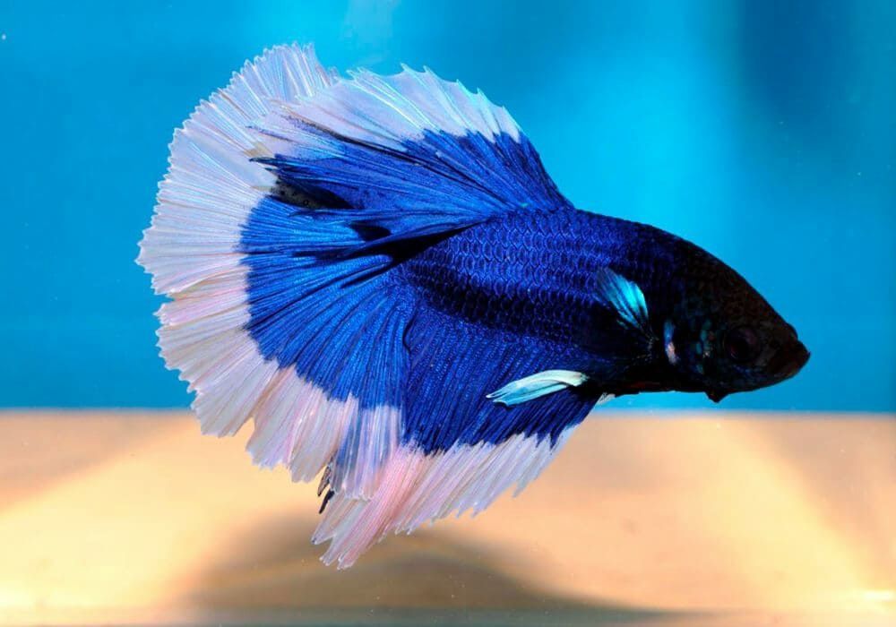 Петушок баликлар ката асартиметда