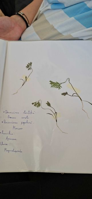 Ierbar cu 25 plante