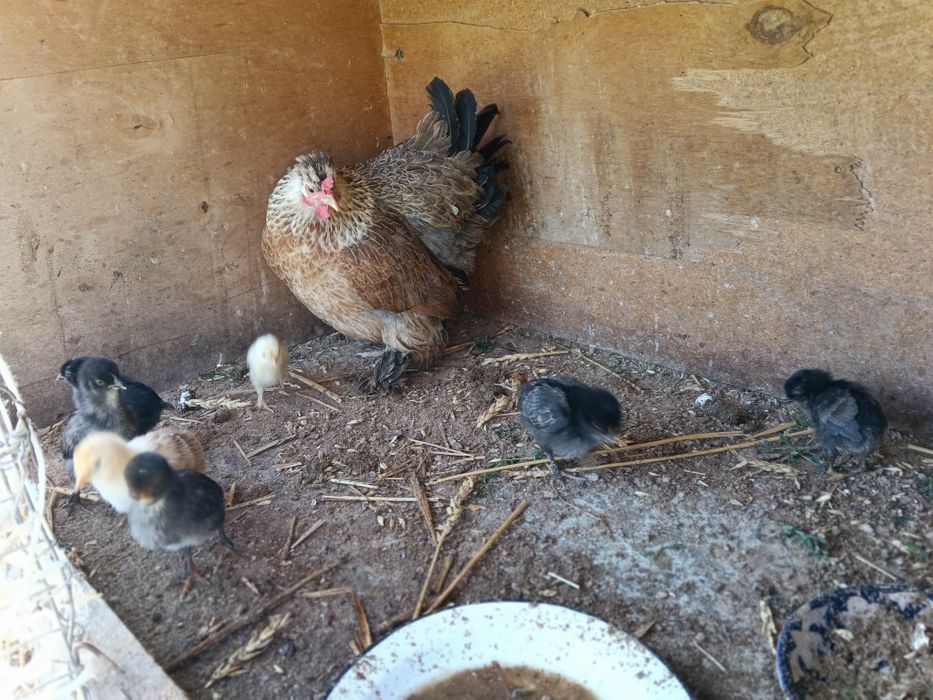 Jo'jalar bilan onasi
