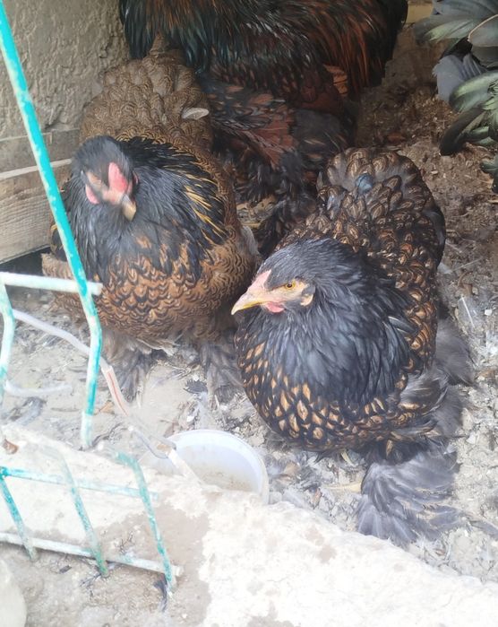 Brama Zolota tovuqlar 450 donasi