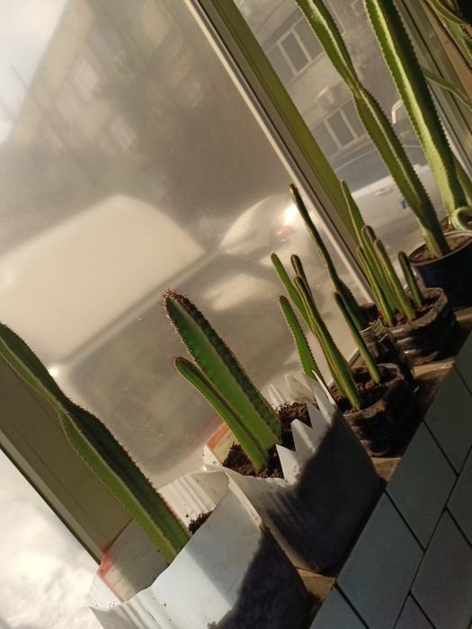 Кактус Цереус четырехугольный