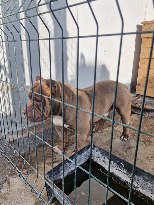 Американско були покет