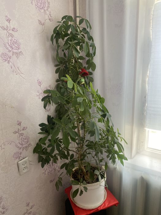 Цветы комнатные разные
