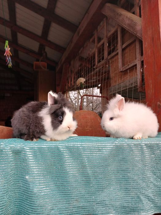 Iepurași pitici Cap de Leu