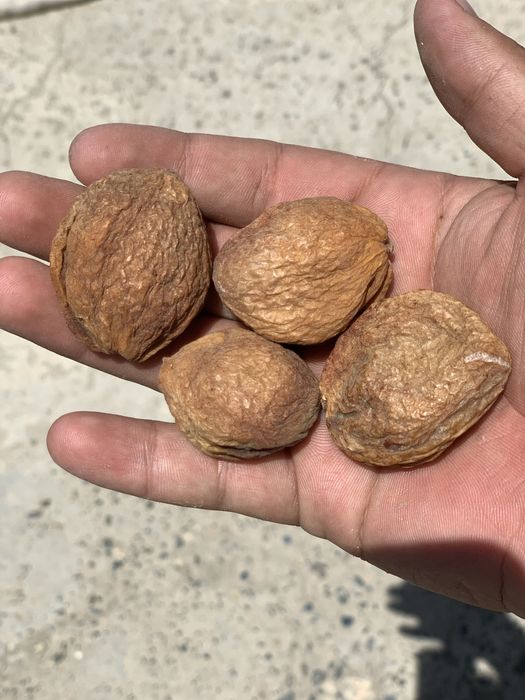 Туршак сотилади курсодиқ