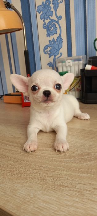 Щенки   чихуахуа