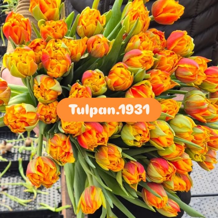 Тюльпаны к 8 марта