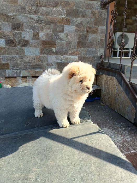 Чау чау Кученца.