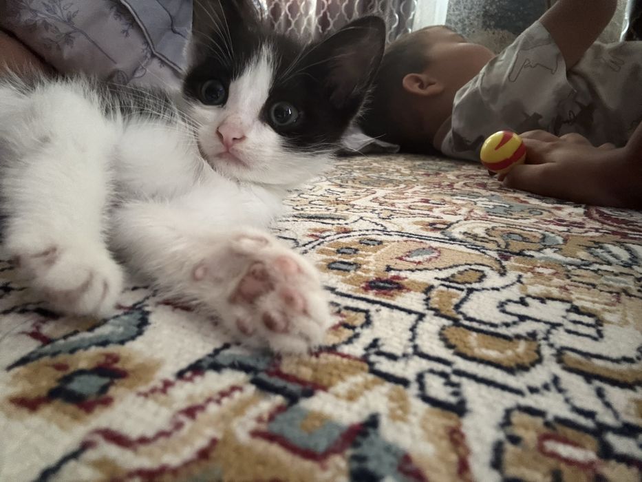Отдам котенка в добрые руки