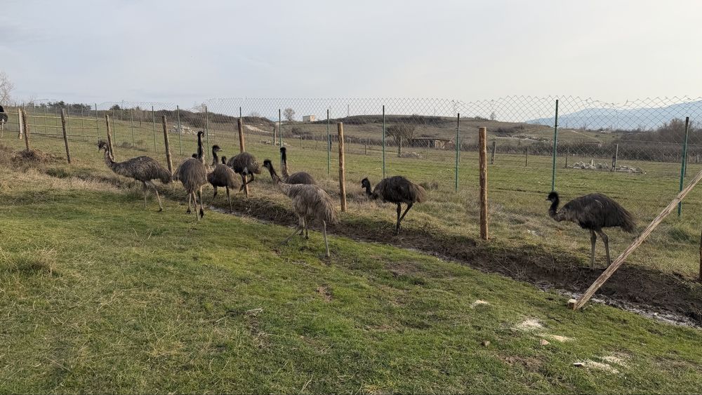 Голямо Ему Миналогодишни