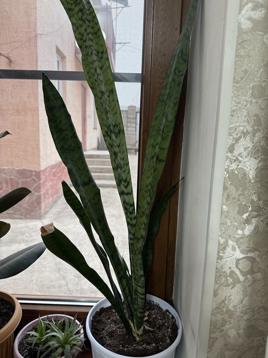 Комнатные цветы…