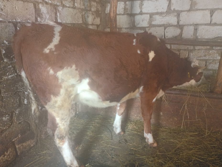 Taur bălțat românesc și juninci posibil gestante