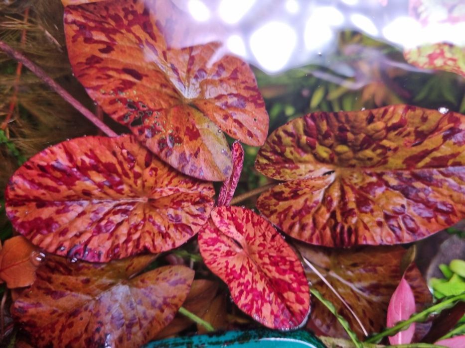 Продам растения для аквариума.