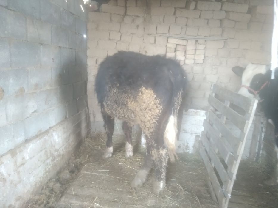 Бұқа сатылады, тез арада