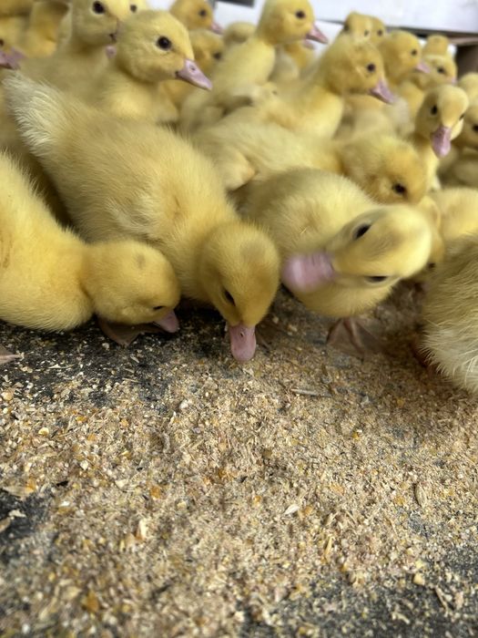 патета патки на 3 дни