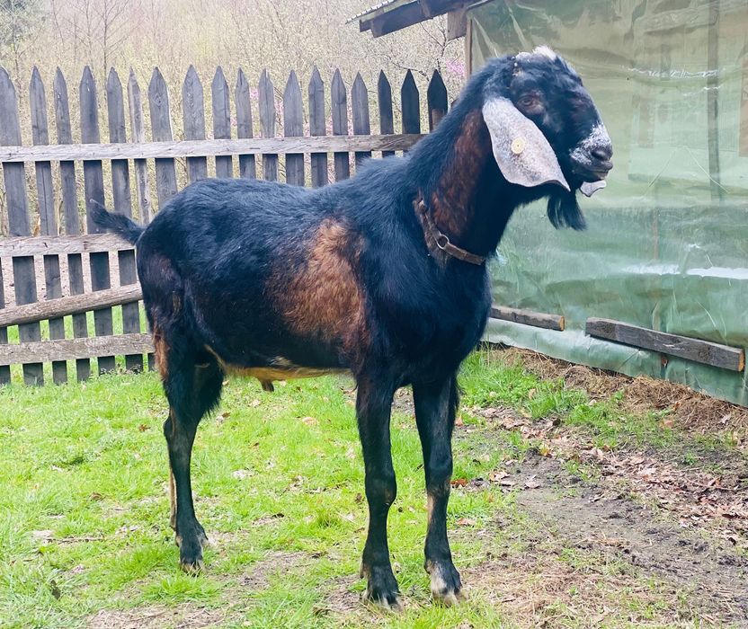 Atos TAP anglo nubian de vânzare